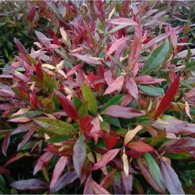 Leucothoe walteri Simsalabim Traubenheide, Höhe: 30-40 cm - Bild 1