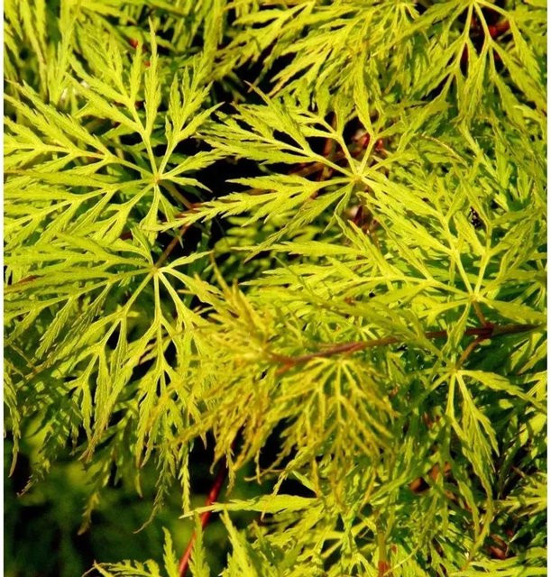 Schlitzfächerahorn Emerald Lace Acer palmatum in Grün, Höhe: 80-100 cm - Bild 1