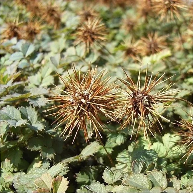 6er Set Acaena microphylla Stachelnüsschen Bodendecker von Arborix im 9 cm Topf, grün und mehrfarbig - Bild 1