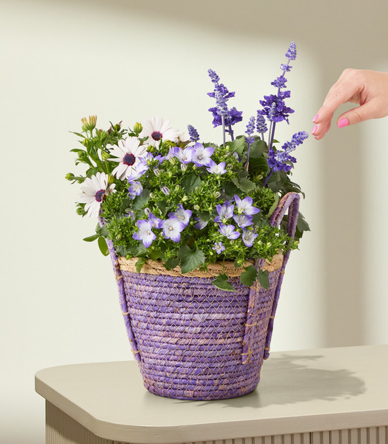 BLUME2000 Ultra Violet Sommerblumen in Weiß und Lila im Korb für Balkon und Außenbereich - Bild 1