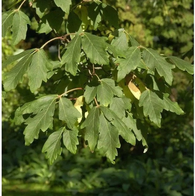 Zimtahorn Acer griseum Baum, grün, Höhe: 40-60 cm - Bild 1