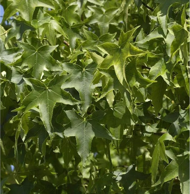 Liquidambar styraciflua Kugel Amberbaum Gumball von Nr-01.de, grün, Höhe: 60-80 cm - Bild 1