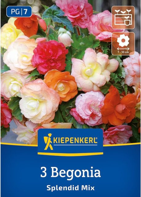 Kiepenkerl Hängende Knollenbegonie Splendid Mix, bunt, 3 Zwiebeln - Bild 1