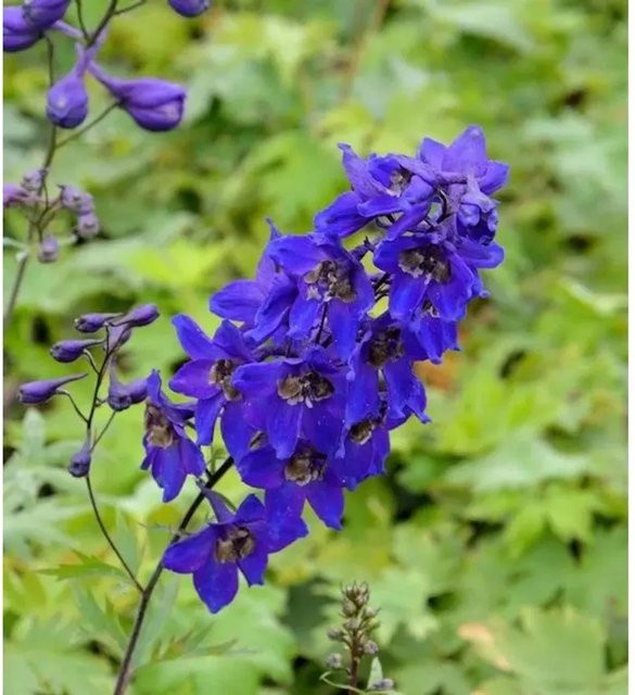 Rittersporn Black Knight Delphinium pacific - Blaue und schwarze Staude für Freiflächen und Staudenbeete - Bild 1