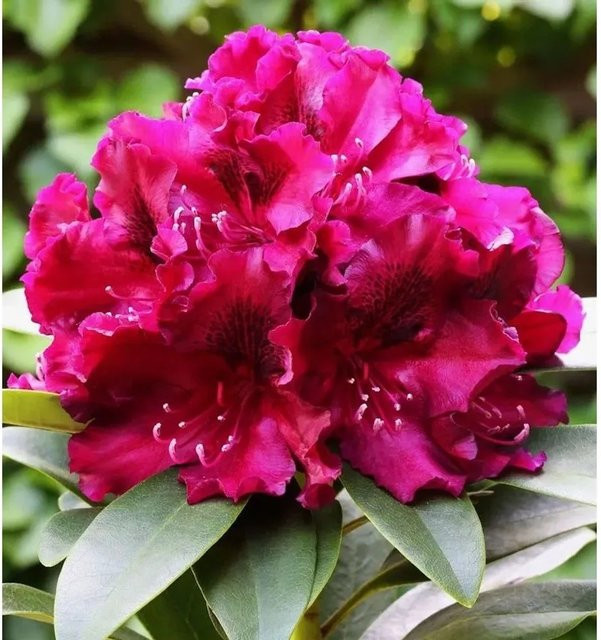 Großblumiger Rhododendron Midnight Beauty Alpenrose von Die Nr-01.de, Höhe: 40-50 cm - Bild 1