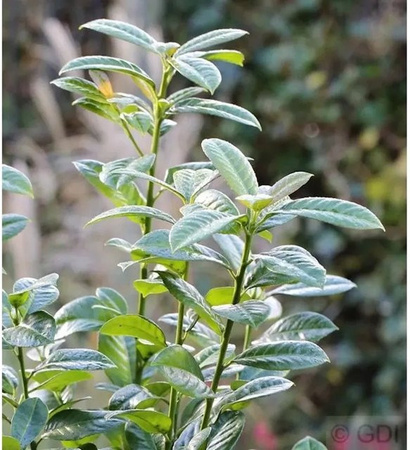 Kirschlorbeer Ani Prunus laurocerasus als grüne Heckenpflanze und Solitärgehölz, Höhe: 40-60 cm