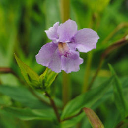 Gauklerblume Dekoration in Blau und Lila - Bild 1