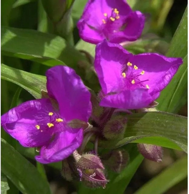 Tradescantia andersoniana Dreimasterblume in Purpur für Garten und Beet - Bild 1