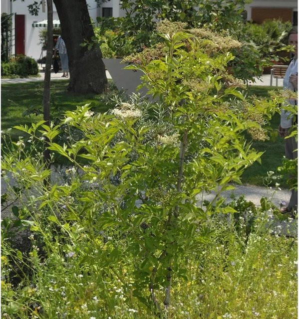 Sambucus nigra Holunder Green Tower Säule von Nr-01.de in Grün und Weiß, Höhe: 60-80 cm - Bild 1