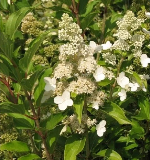 Arborix Rispenhortensie Kyushu Hydrangea paniculata mit weißen Blüten im Container, Höhe: 40 bis 50 cm - Bild 1