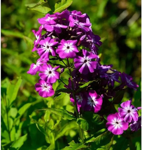 Phlox Paniculata Hohe Flammenblume als Beetpflanze und Schnittblume von Nr-01.de - Bild 1