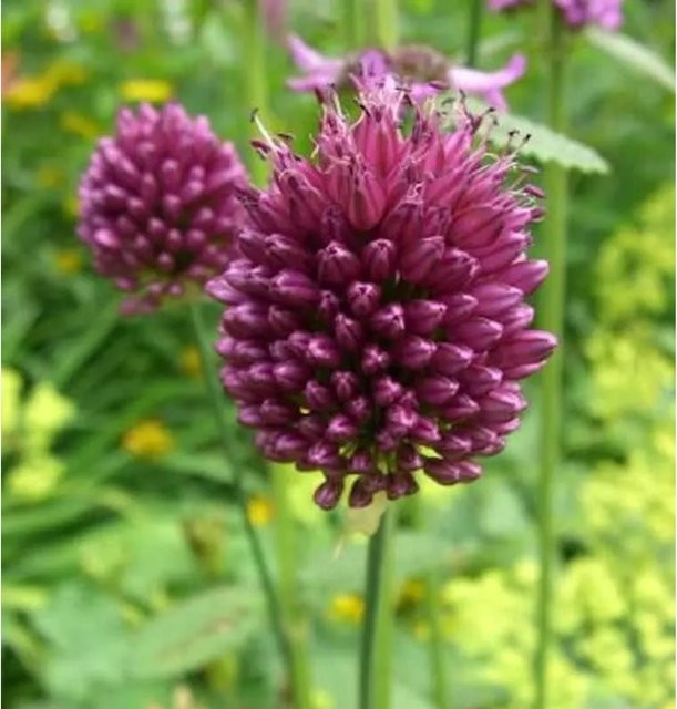Purpurvioletter Zierlauch Allium sphaerocephalum als mehrjährige Schnittblume für Rabatten und Steingärten - Bild 1