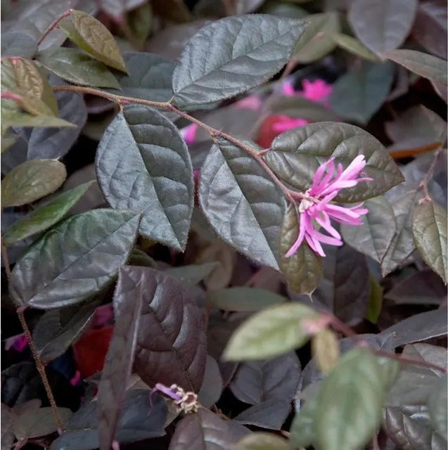 Loropetalum chinense Riemenblüte Fire Dance Hochstamm von Nr-01.de, Farbe: Rot/Lila, Höhe: 80-100 cm - Bild 1
