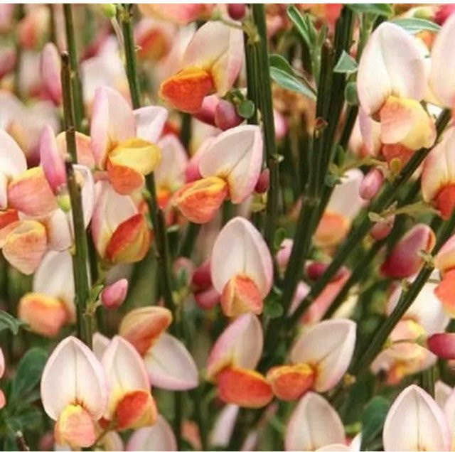 Edelginster Zeelandia Cytisus scoparius als Zierstrauch für deinen Garten, Höhe: 60-80 cm - Bild 1