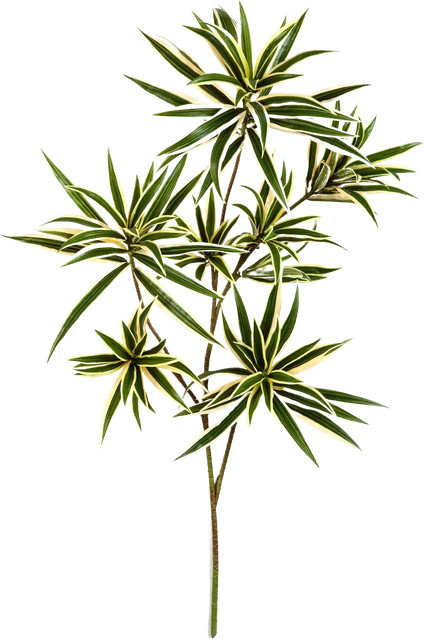 Künstlicher Drachenbaum-Zweig von Aplanta - Bild 1