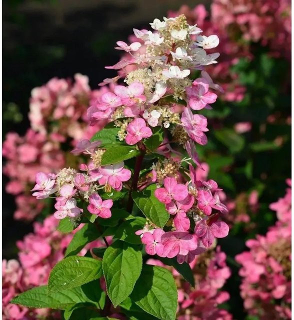 Rispenhortensie Fire Light Hydrangea paniculata von Nr-01.de in Weiß, Pink und Rot, Höhe: 25-30 cm - Bild 1