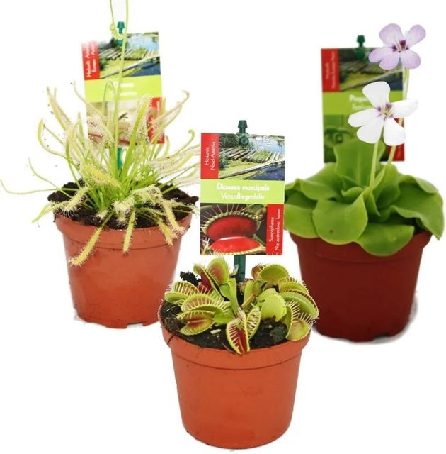 Exotenherz Starter Set mit 3 fleischfressenden Pflanzen in bunten Farben - Bild 1