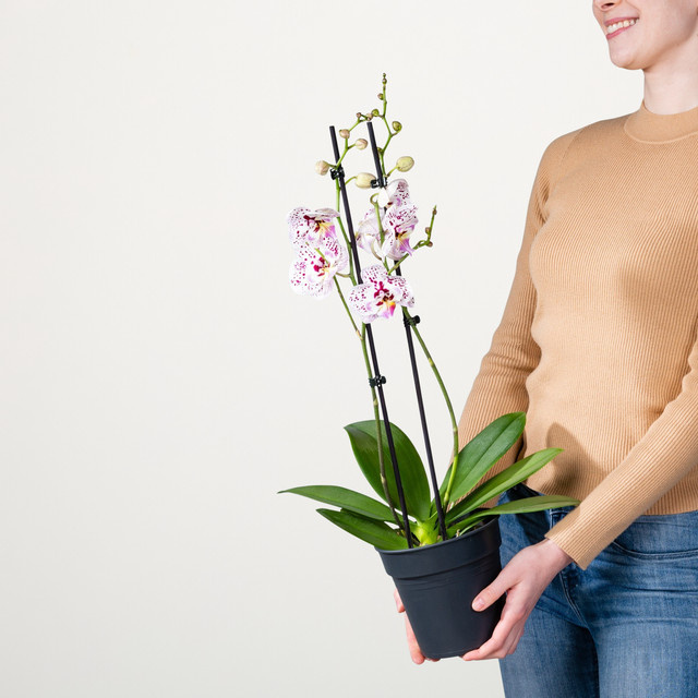 Phalaenopsis Orchidee Expressions von BLUME2000 in Rosa mit weißen und violetten Tupfen - Bild 1