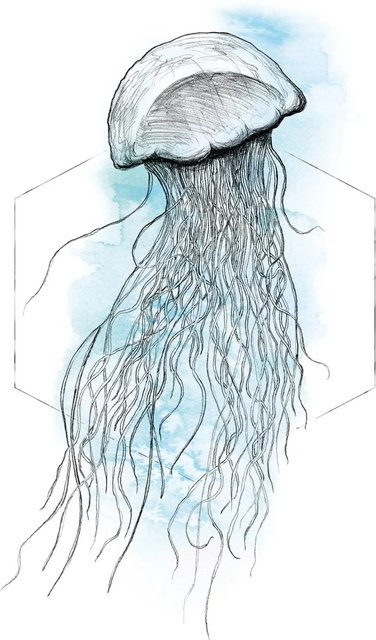 Komar Wandbild Jellyfish Watercolor in Blau, B/H: 30 x 40 cm - Bild 1