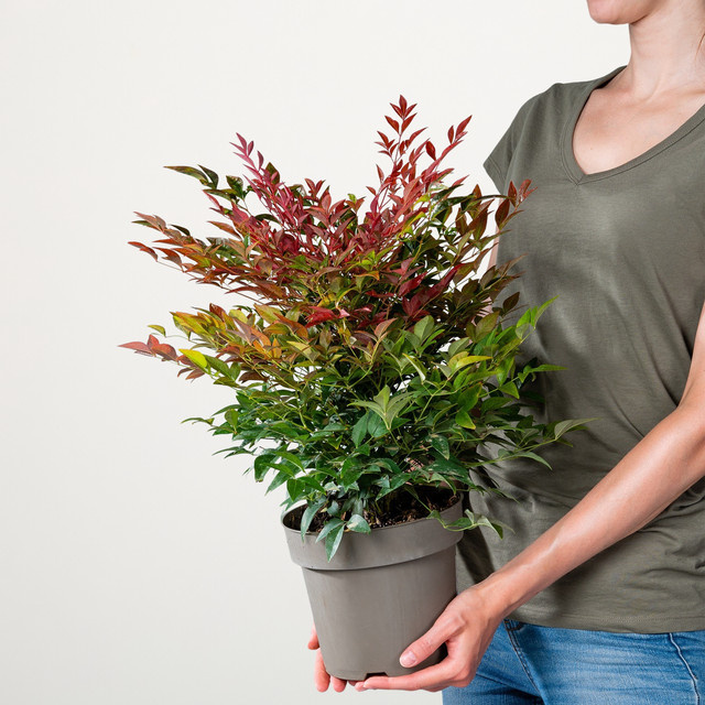 Nandina domestica Himmelsbambus Obsessed Seika von BLUME2000 - Bild 1