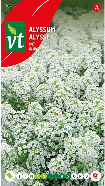 Arborix Steinkraut Teppich aus Schnee Alyssum Samen für den Garten als niedriger Bodendecker, 0,5 g - Bild 1