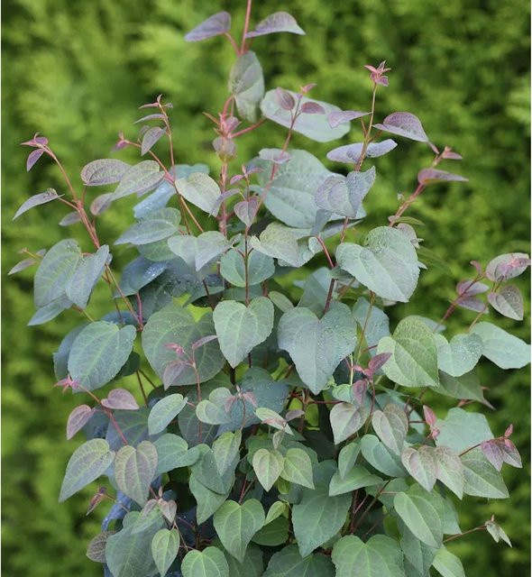 Judasblattbaum Cercidiphyllum japonicum von Nr-01.de, grüner Laubbaum, Höhe: 125-150 cm - Bild 1