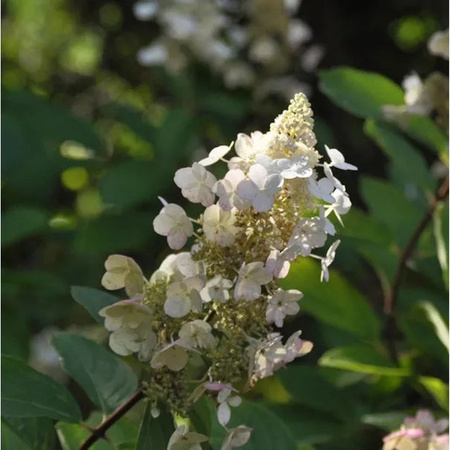 Rispenhortensie Hydrangea paniculata Tardiva in Weiß von Nr-01.de, Höhe: 80-100 cm