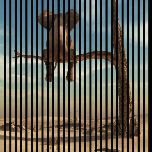 FN Acustico Akustikplatte Elefant in Bunt aus PET und MDF mit Klebefläche, B/H/T: 113,3 x 199,5 x 1,9 cm - Bild 1