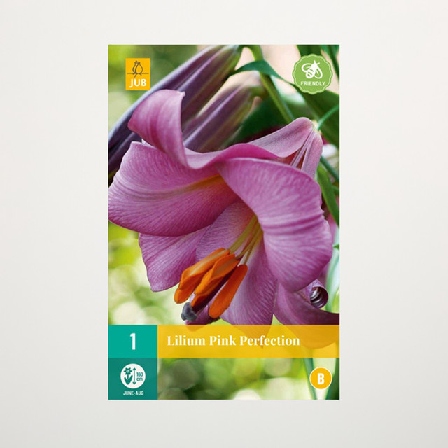 Trompeten-Lilie Pink Perfection Knolle von BLUME2000 - Bild 1