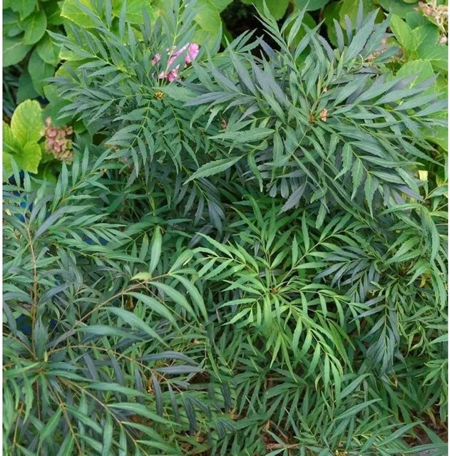Mahonia aquifolium Mahonie Volcano Strauch, Höhe: 25-30 cm - Bild 1