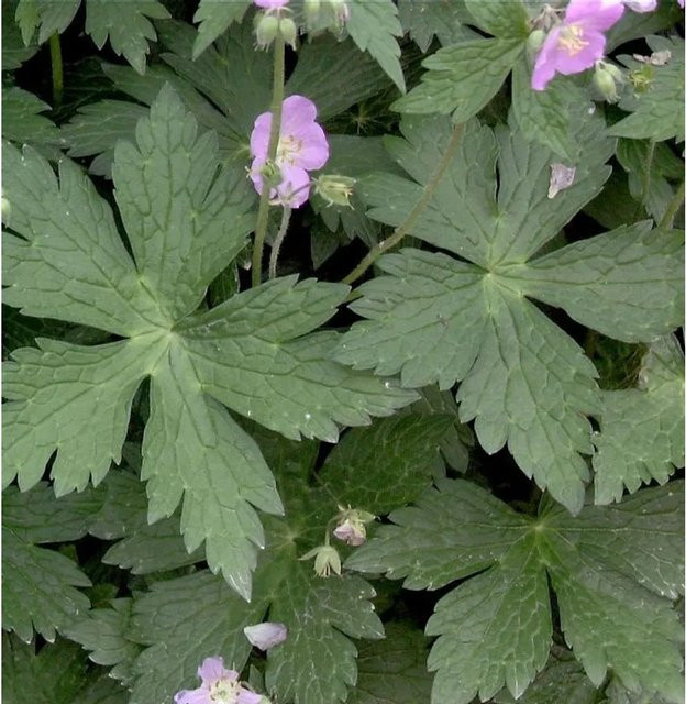 Storchenschnabel Vickie Lynn Geranium maculatum - Mehrjährige Staudenpflanze für Beet und Steingarten - Bild 1