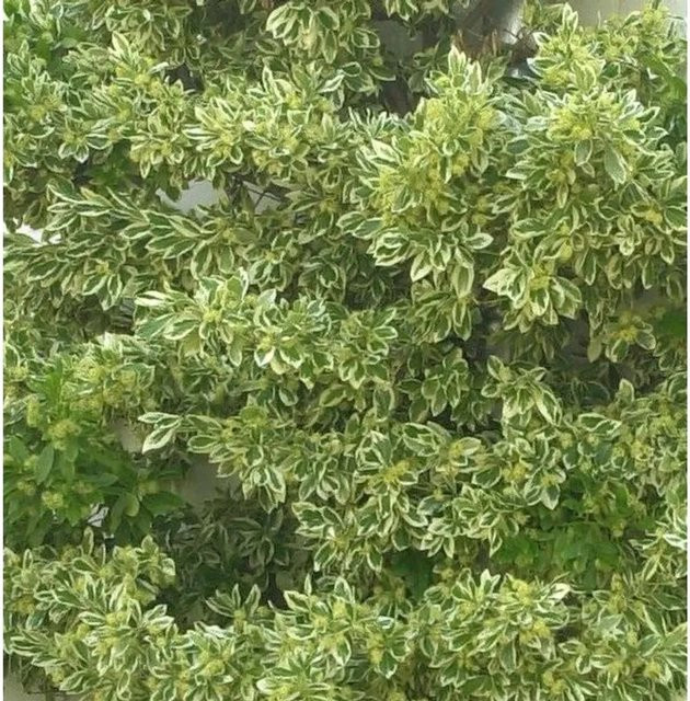 Gelb-bunter Spindelstrauch Bravo Euonymus japonicus in Gelb und Grün, Höhe: 80-100 cm - Bild 1