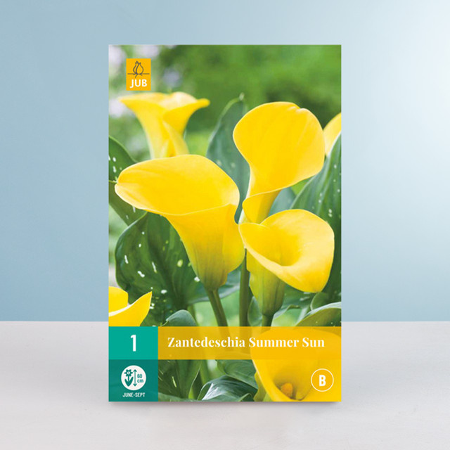 Calla Summer Sun Wurzel von BLUME2000 - Bild 1
