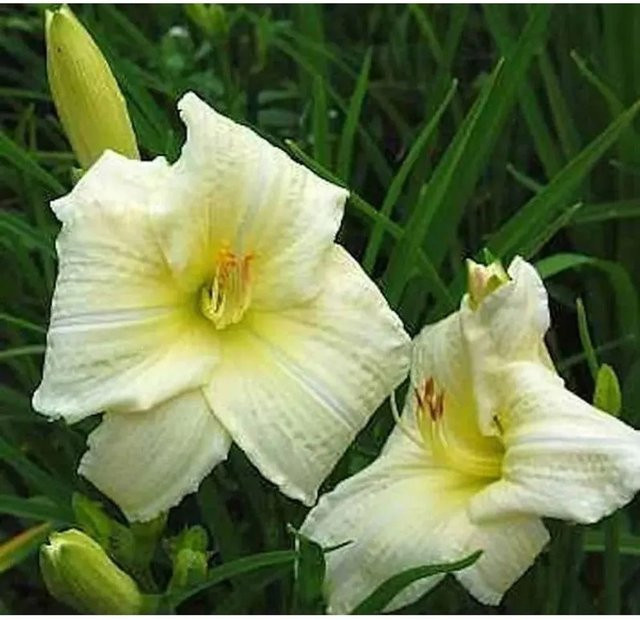 Hemerocallis Taglilie Joan Senior als Gartenstaude für Beet und Schnittblumen - Bild 1