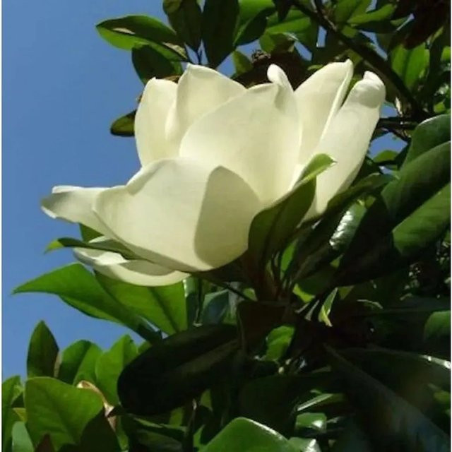 Großblumige Magnolie Little Gem Magnolia grandiflora, weiß, Höhe: 60-80 cm - Bild 1
