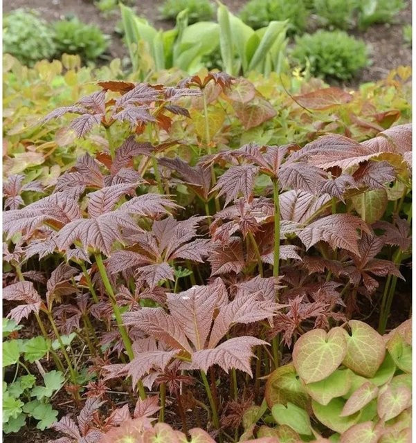 Rodgersia podophylla Gestieltblättriges Schaublatt Braunlaub als Gartenpflanze im Topf - Bild 1
