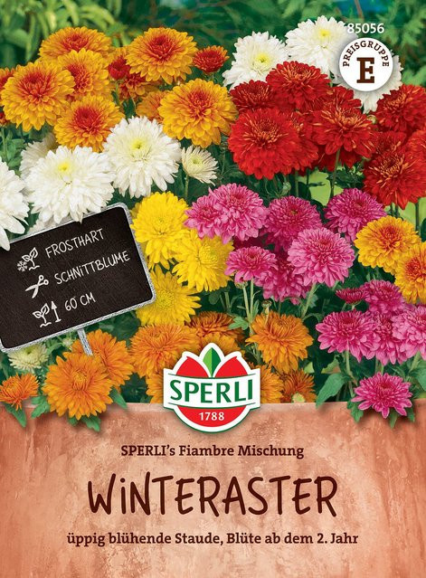 SPERLI Winteraster-Samen Fiambre Mischung bunt - Bild 1
