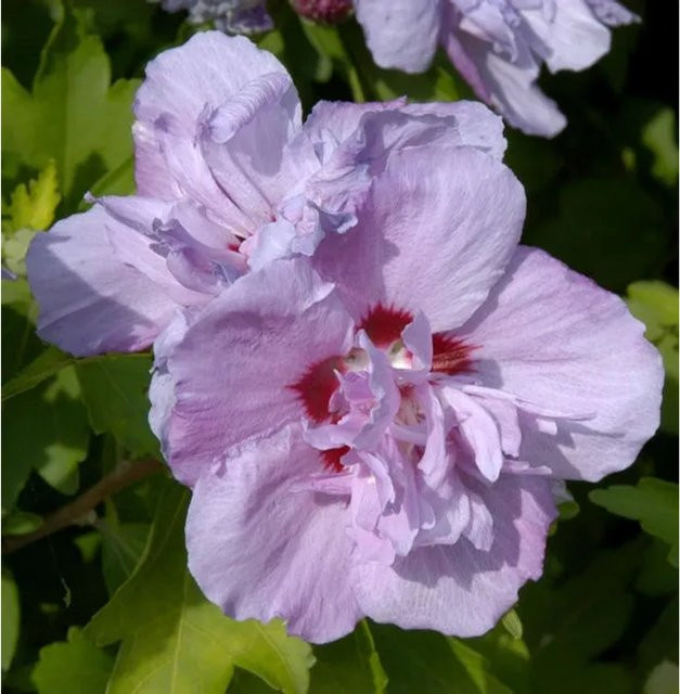 Hibiscus syriacus Eibisch Ardens Hochstamm von Nr-01.de in Purpurrot/Weinrot, Höhe: 80-100 cm - Bild 1