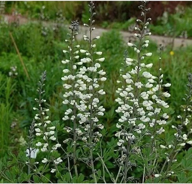 Weiße Baptisia eucantha Färberhülse als mehrjährige Zierpflanze für Kiesgärten und Bauerngärten - Bild 1