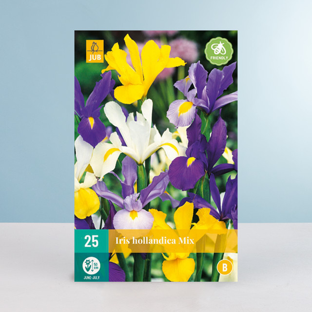 Holländische Schwertlilien Mix Zwiebeln von BLUME2000 für Gartenbeete und Blumenkübel, 25 Stück - Bild 1