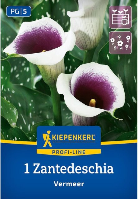 Kiepenkerl Calla Vermeer Zwiebel in Bunt (Weiß, Lila, Grün) - Bild 1