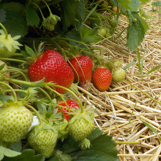 BLUME2000 Erdbeere Symphony Fragaria, 20 wurzelnackte Pflanzen für das Beet - Bild 1
