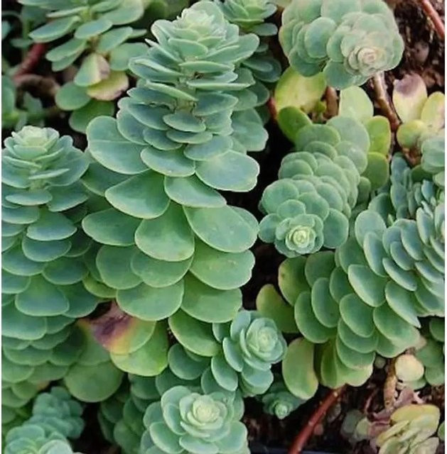 Sedum anacampseros Rundblättrige Fetthenne als grüner Bodendecker für Steingärten und Staudenbeete - Bild 1