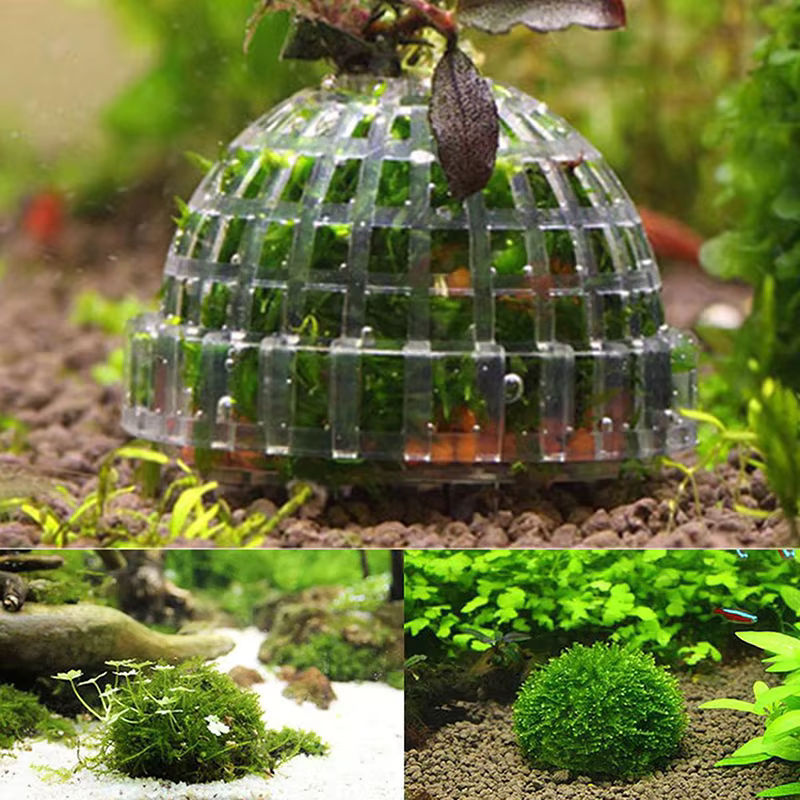 Lebende Moos-Bälle in Grün als dekorative Aquarium-Pflanzen für dein Wasser-Haustier-Aquarium - Bild 5
