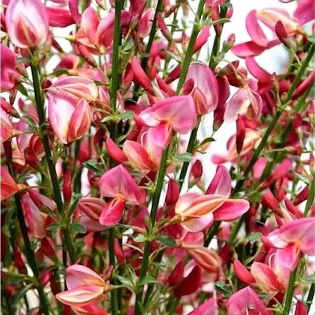 Edelginster Cytisus scoparius für deinen Garten, Höhe: 40-60 cm - Bild 1