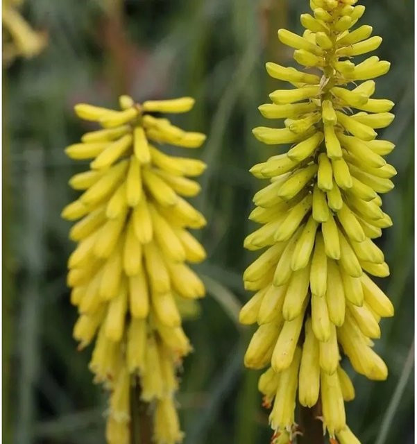 Kniphofia Lemon Popsicle Fackellilie gelb als Beetpflanze, Solitärpflanze und Schnittblume - Bild 1