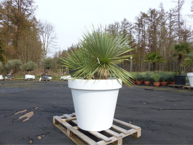 Yucca Rostrata von Grünwaren in Weißem Pflanzkübel, Höhe: 140 cm, Stamm: 25 cm, Durchmesser: 80 cm, winterhart - Bild 1
