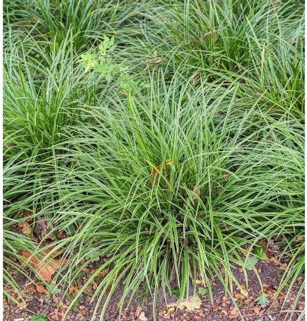 Immergrüne Japan Temnolepsis Carex morrowii Bodendecker von Nr-01.de in Grün und Weiß - Bild 1