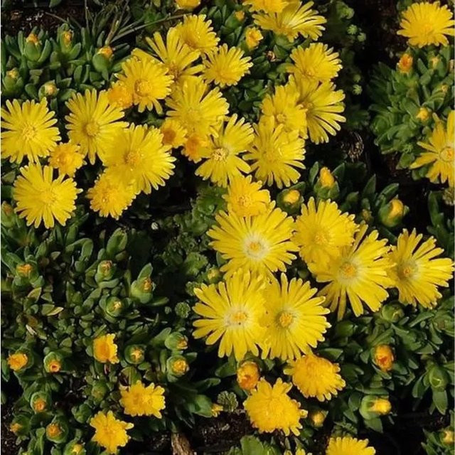 Mittagsblümchen Golden Nugget Delosperma congestrum Bodendecker in Goldgelb - Bild 1