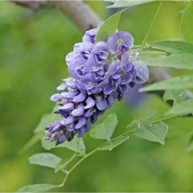 Amerikanischer Blauregen Wisteria frutescens Rosea Longwood Purple Kletterpflanze in Lila, Höhe: 60-80 cm - Bild 1